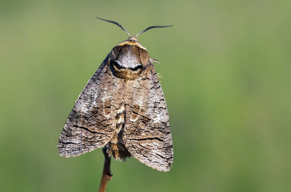 Гусеница жука древоточца