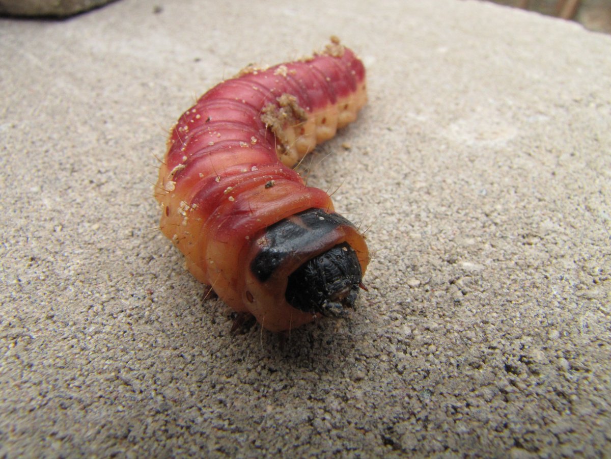 Куколка жука древоточца