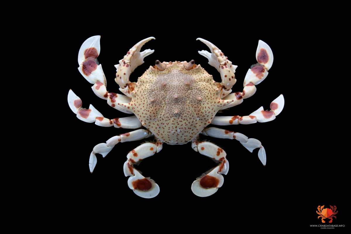 Рачки для аквариума