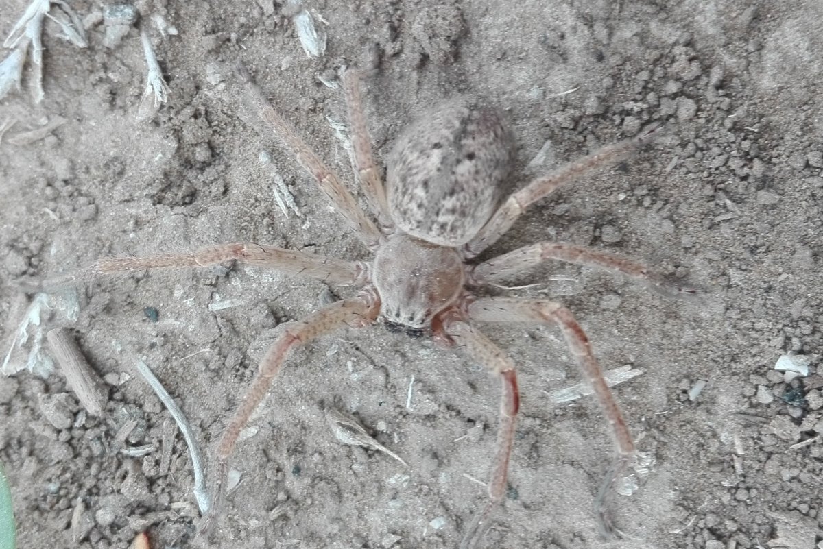 Астраханский паук Тарантул