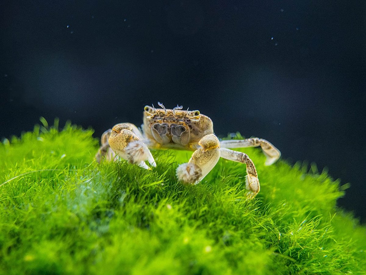 Ракообразные краб