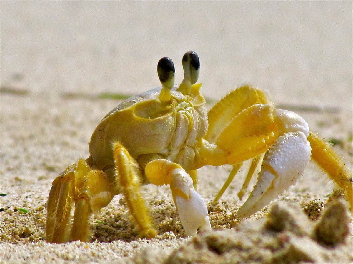 Краб батик - Metasesarma Obesum