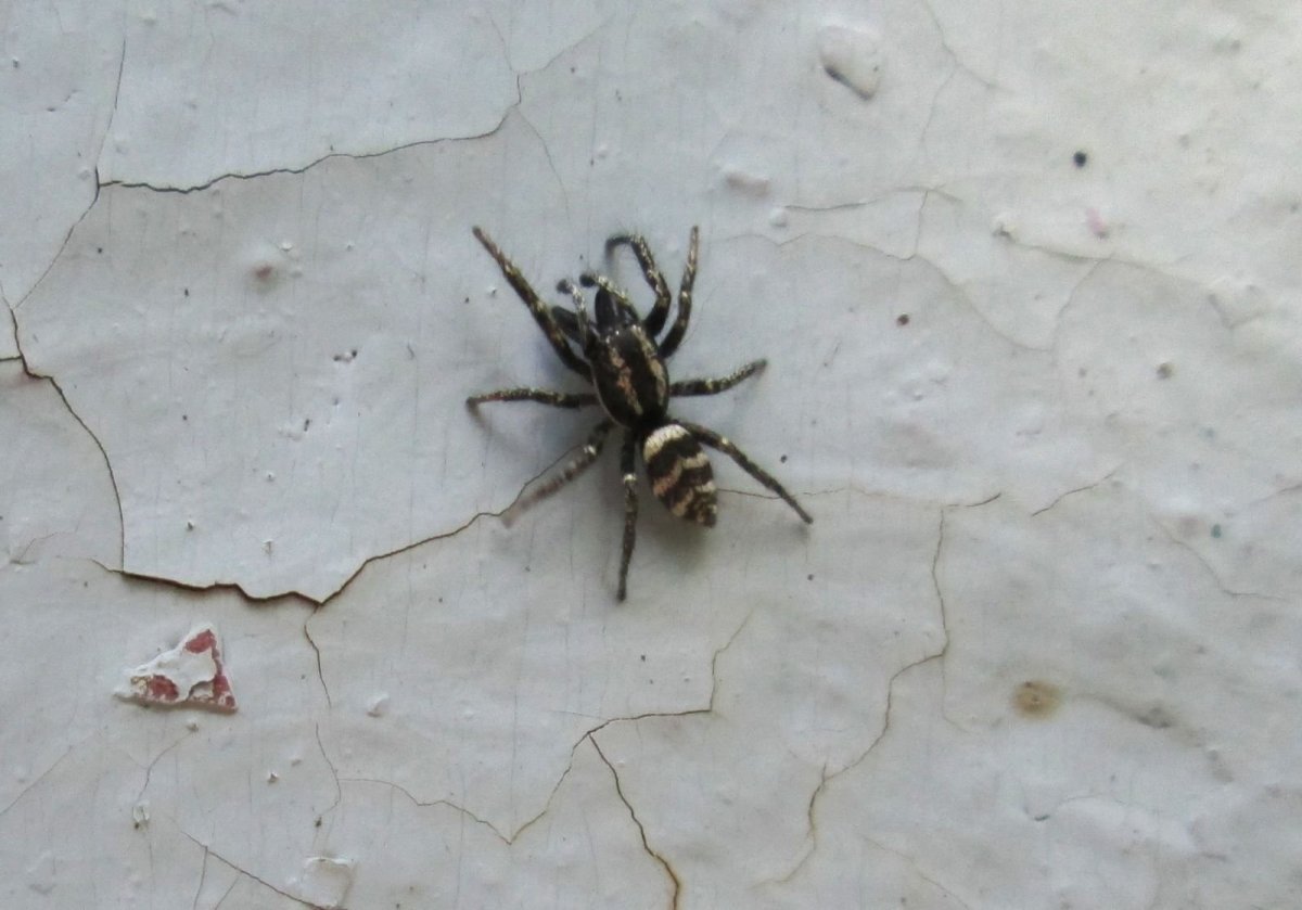 Астраханский паук Тарантул