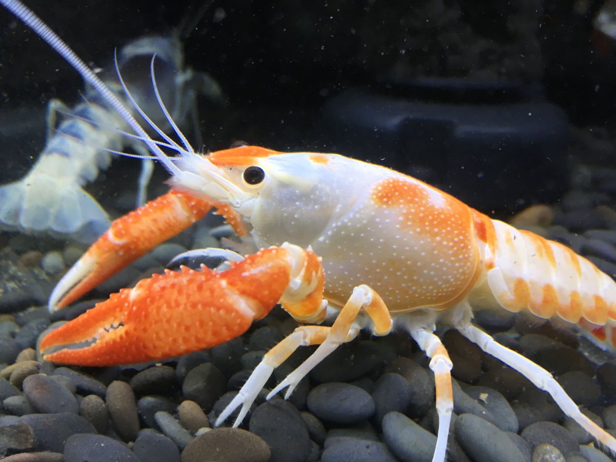 Сухопутные Крабы аквариумные