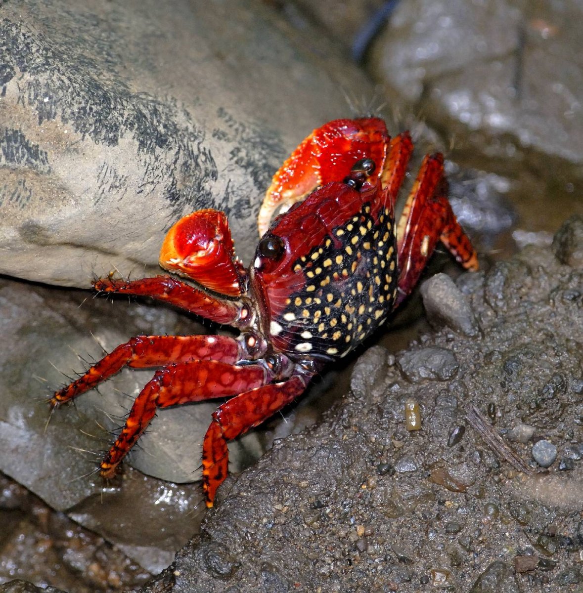 Краб-боксер (Lybia tesselata) .