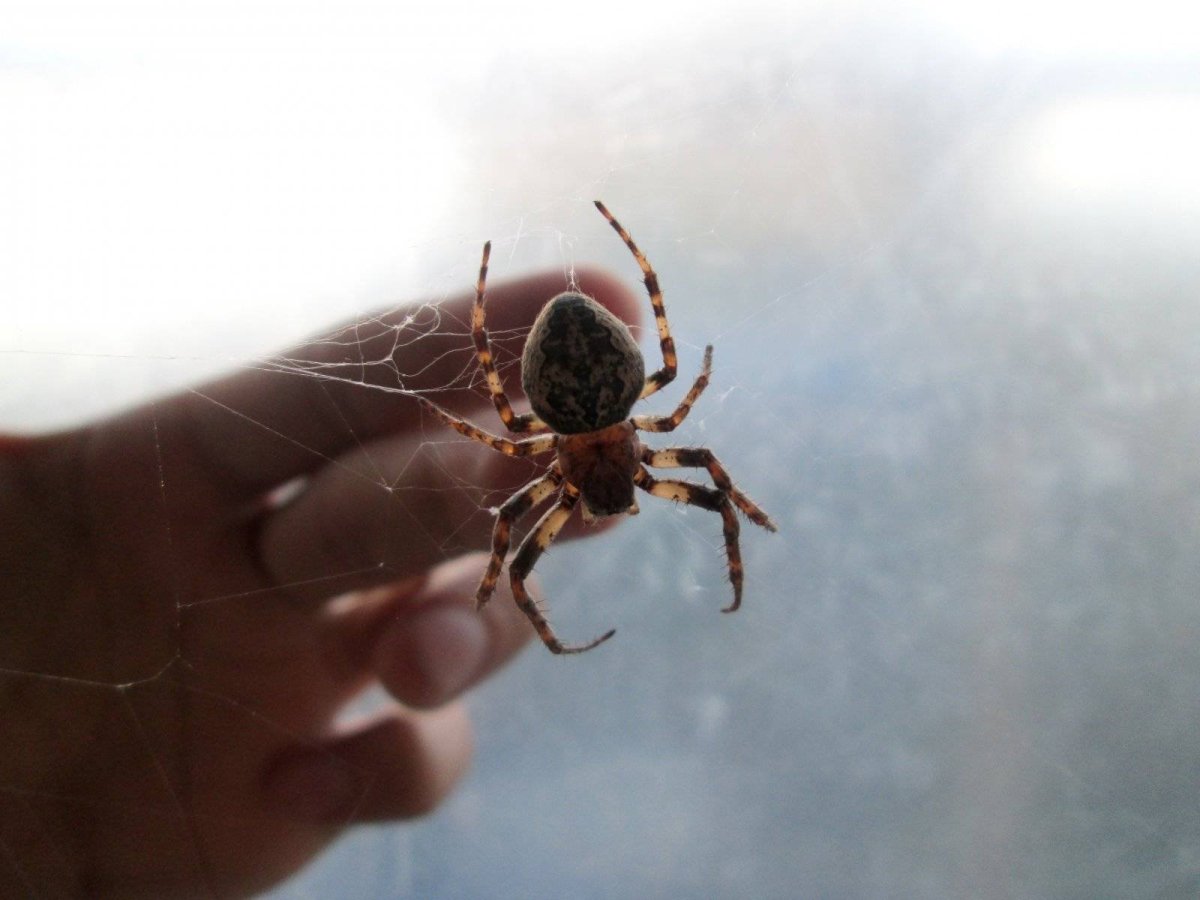 Паук крестовик Астрахань