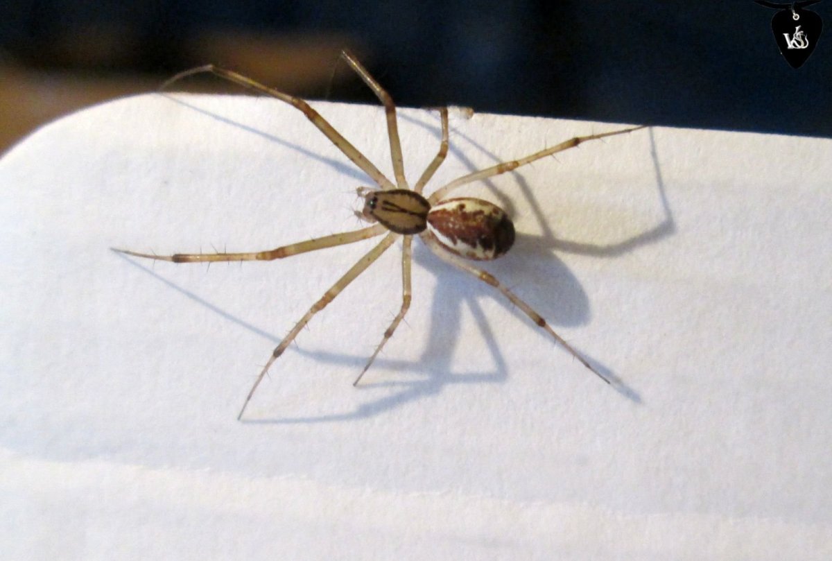 Linyphia triangularis