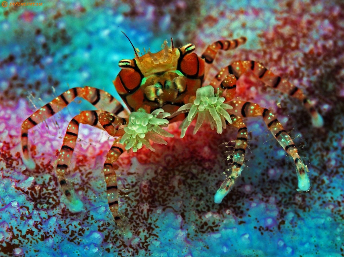 Краб Салли Лайтфут