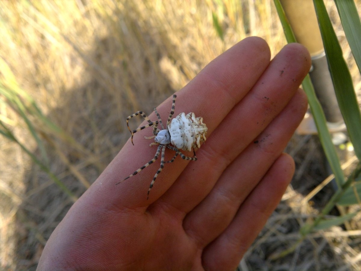 Аргиопа дольчатая