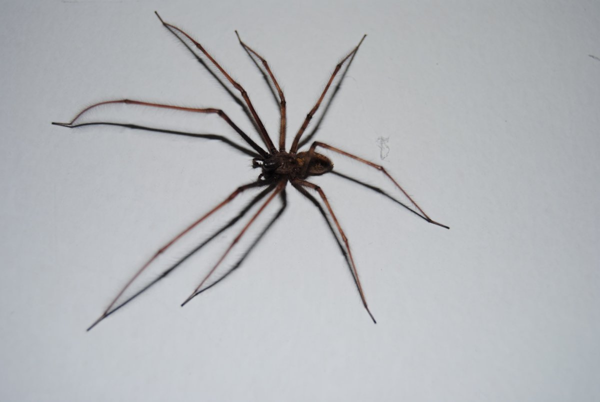 Домовый паук