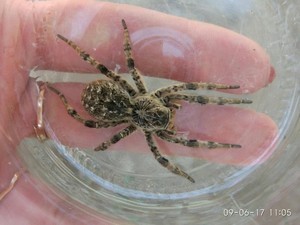 Астраханский паук Тарантул