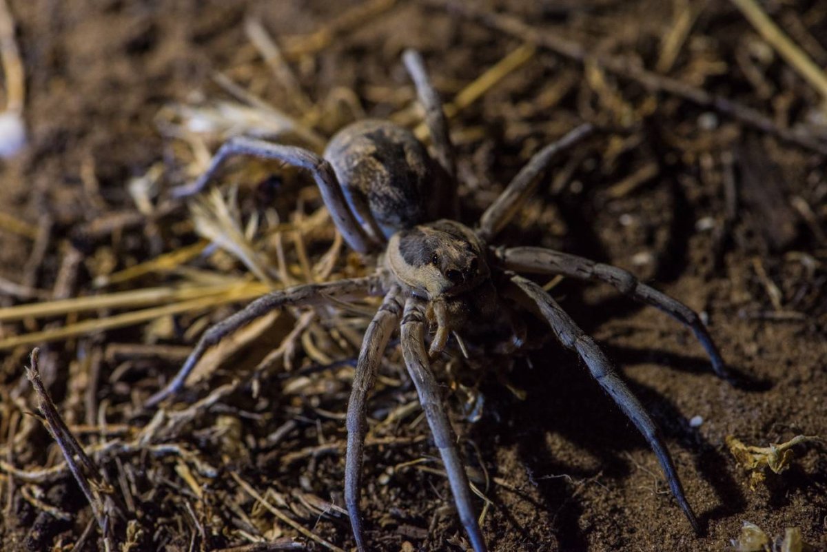 Астраханский паук Тарантул