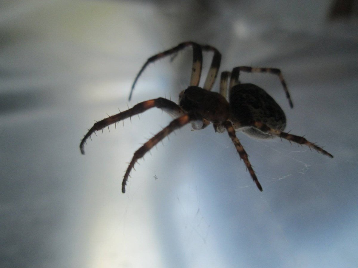 Паук Larinioides ixobolus