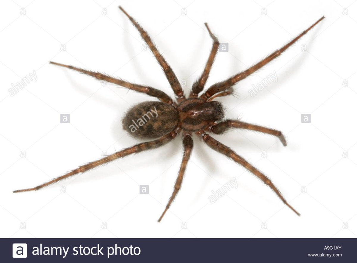 Тегенария стенная