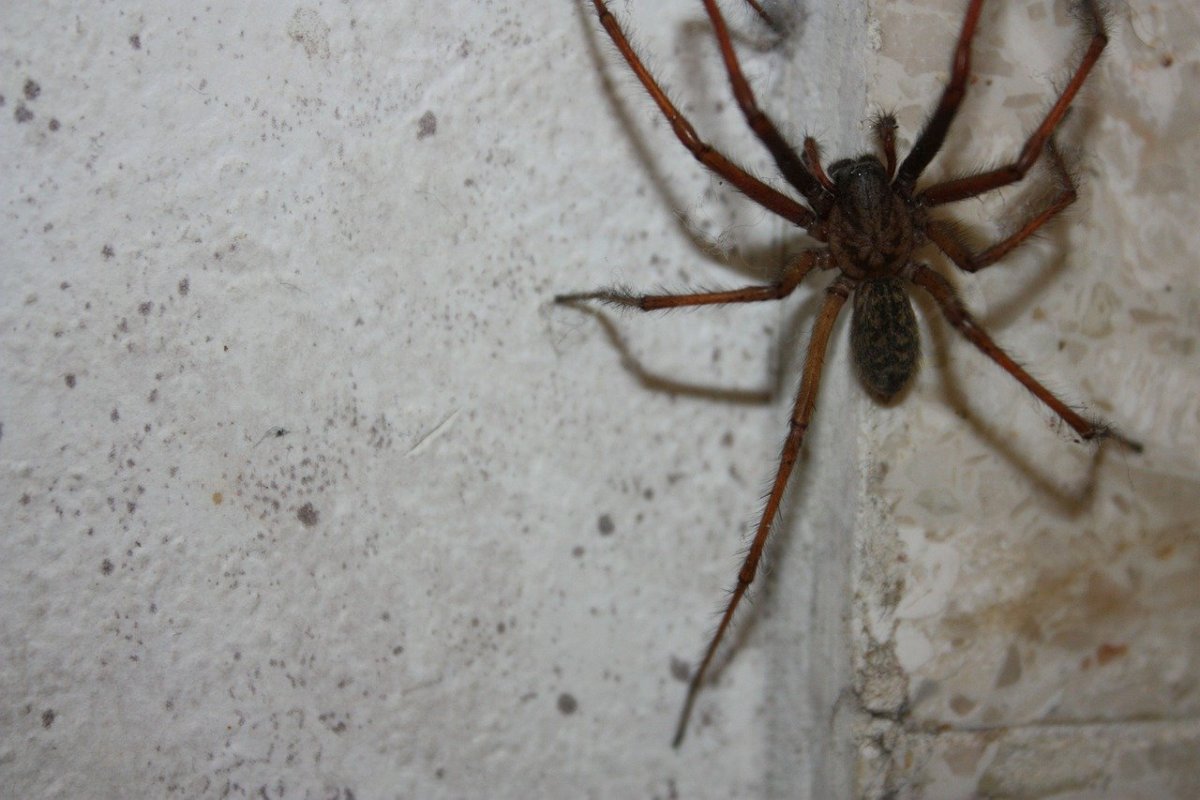 Паук Tegenaria atrica