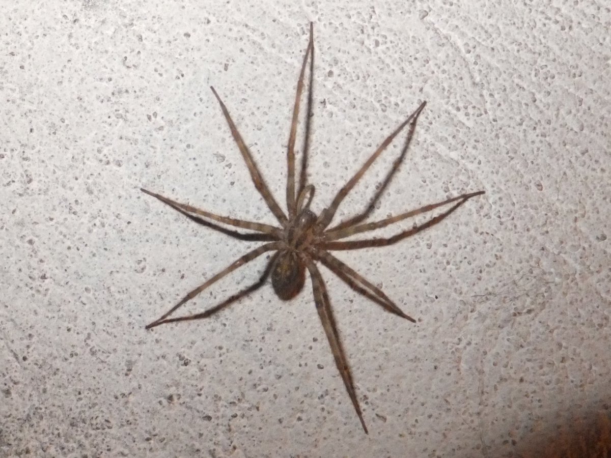 Паук обычный