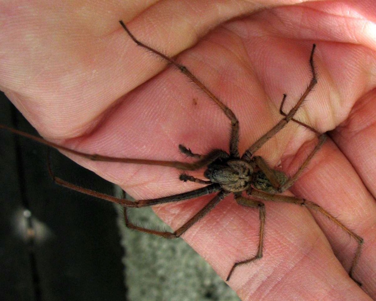 Tegenaria domestica паук 5см