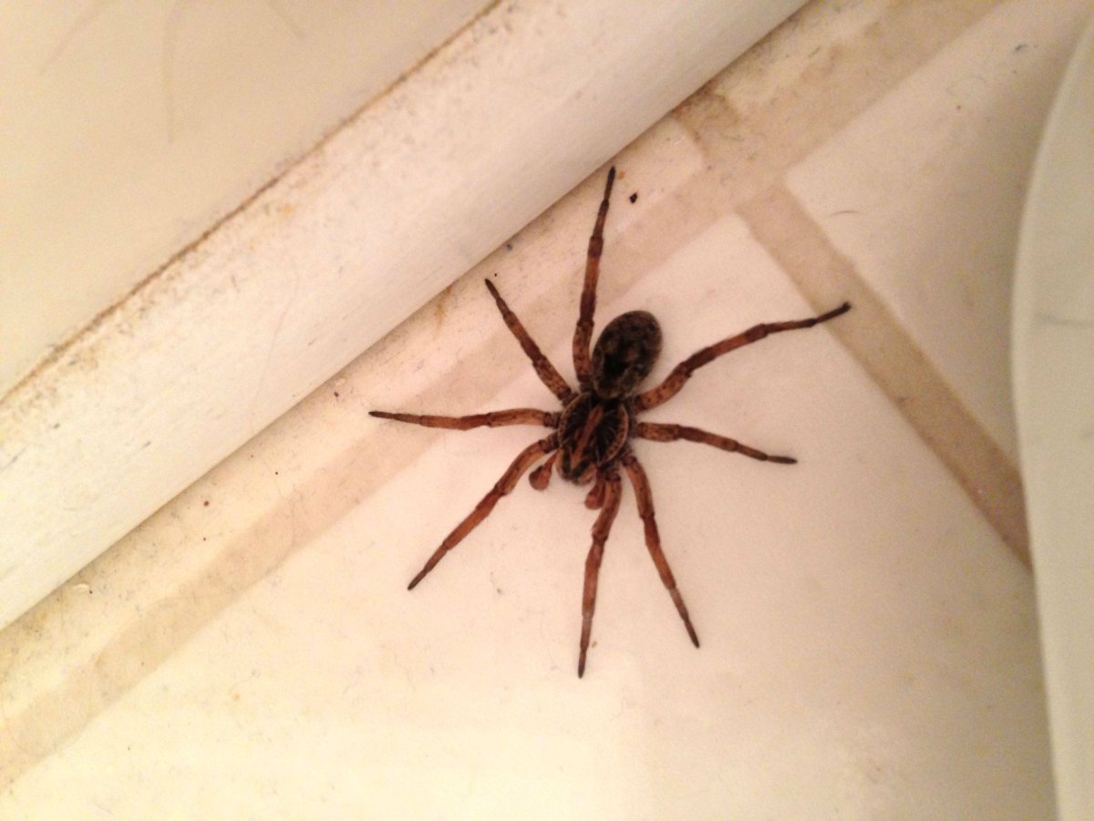 Brown Recluse