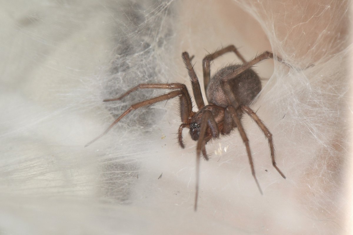 Паук giant House Spider. Tegenaria gigantea