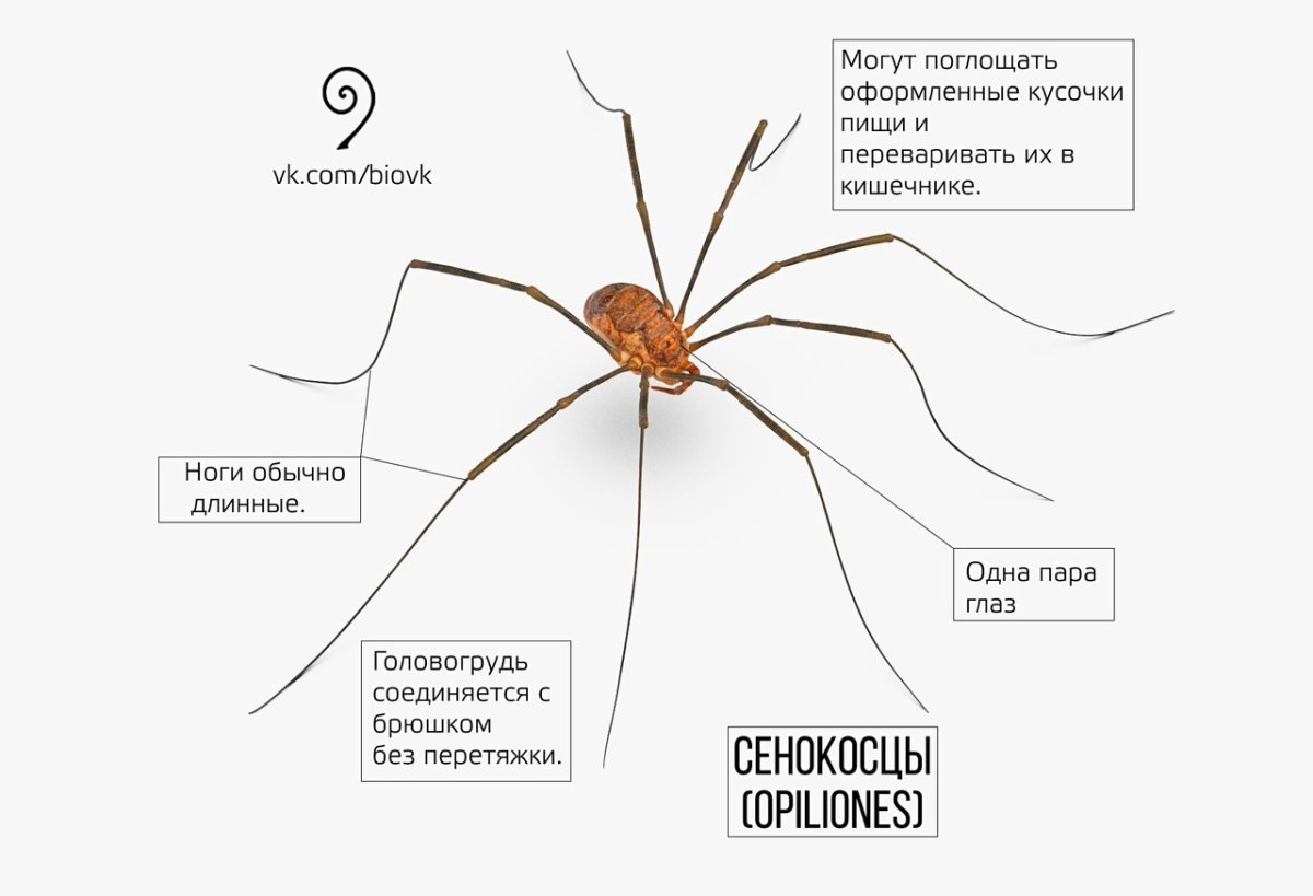 Паук Мизгирь маленький