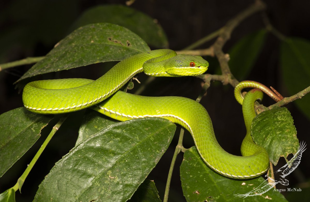 Змеи Белогубая куфия