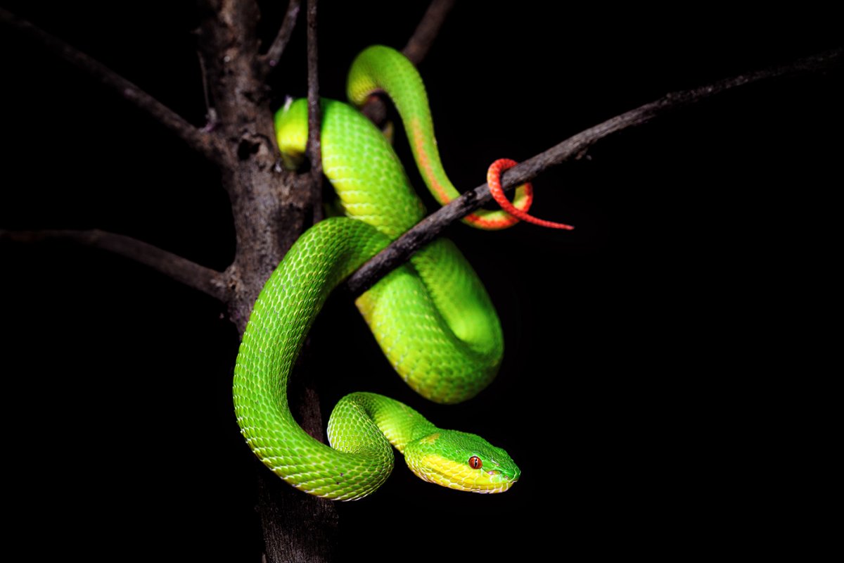 Северокавказская Кобра