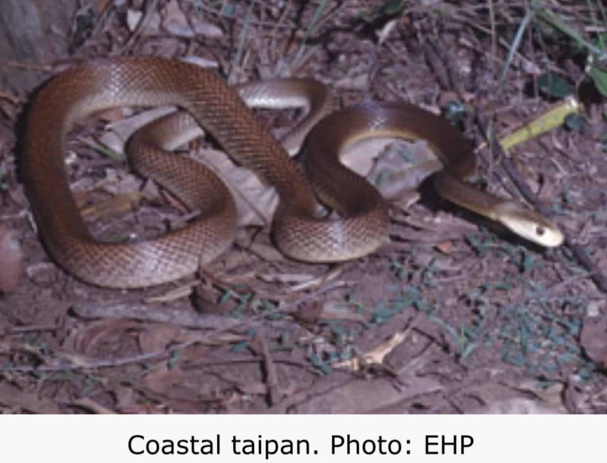 Тайпан Майорка