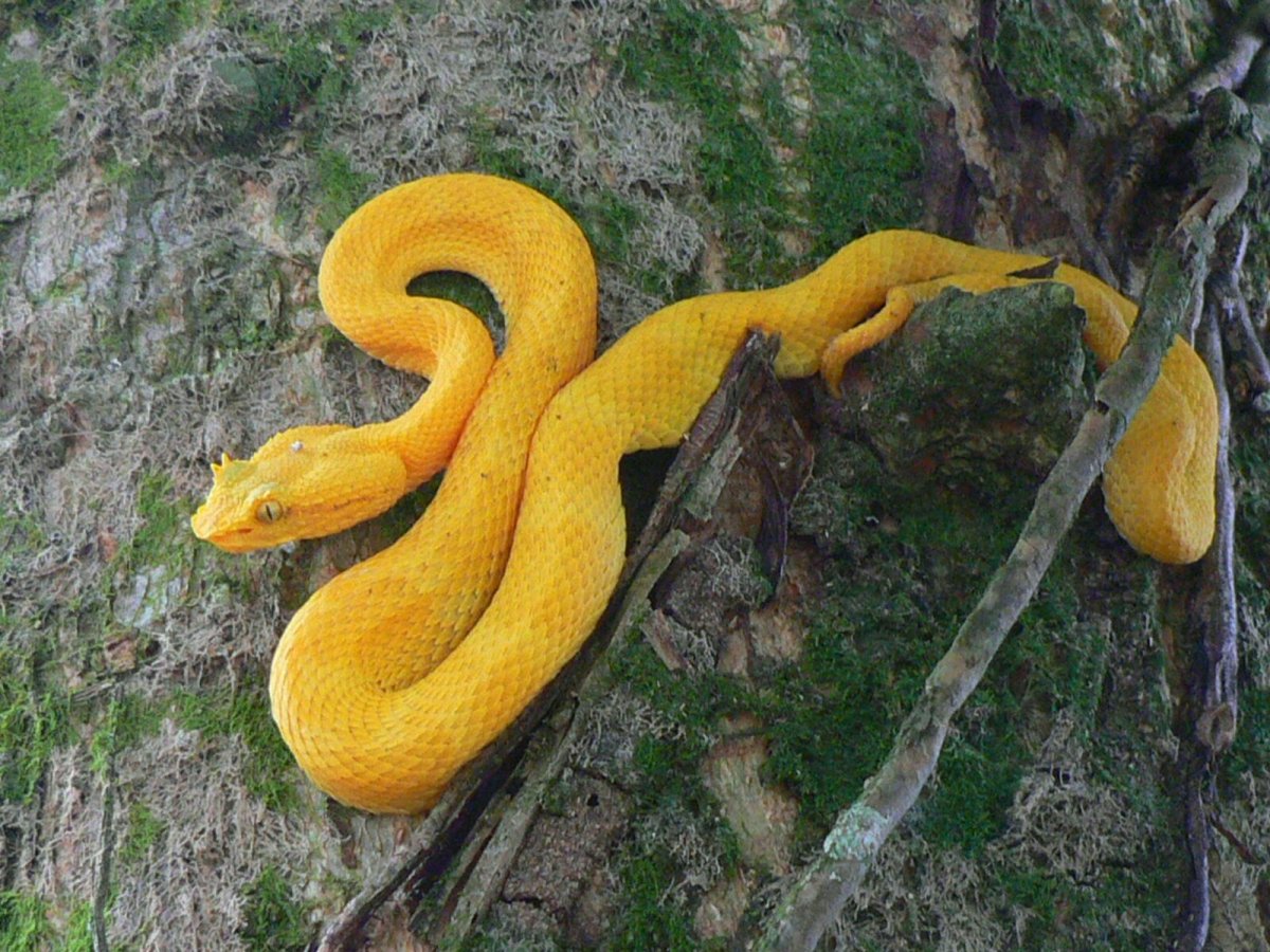 Египетский Аспид змея