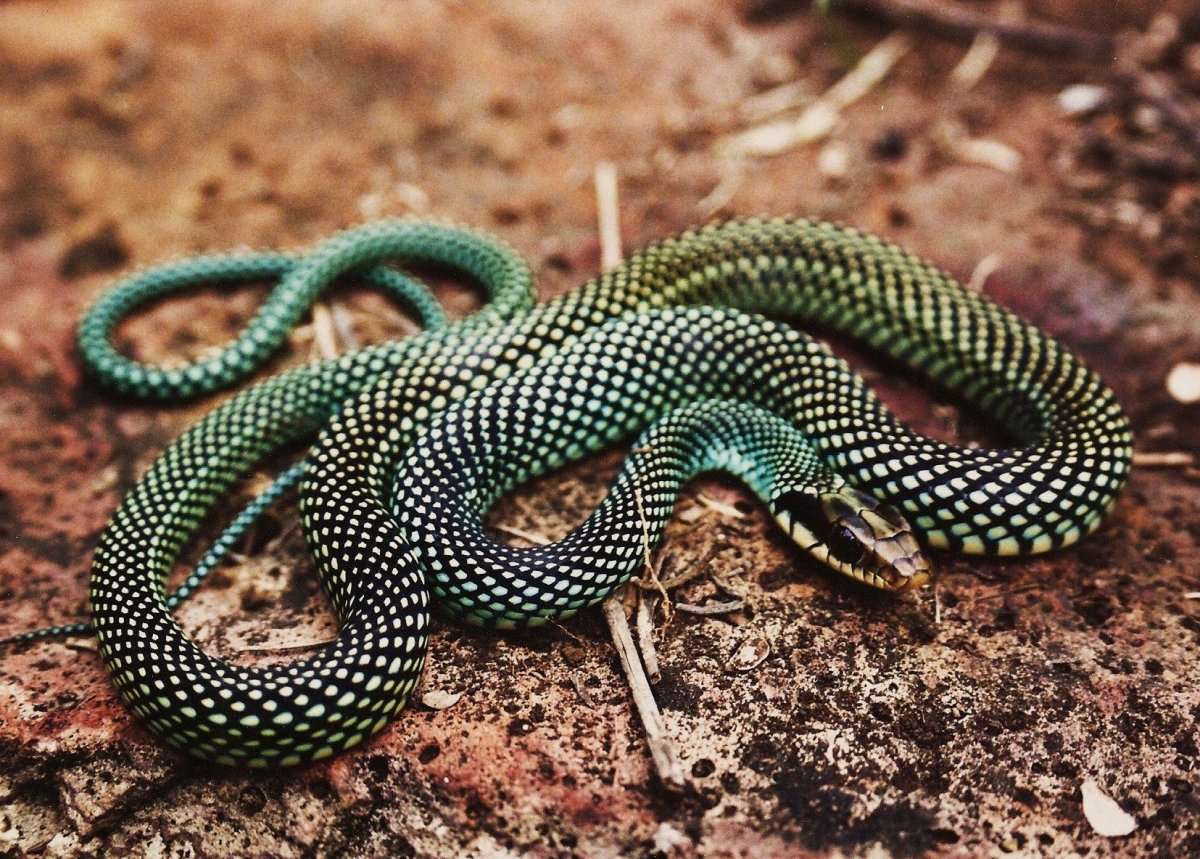 Кнутовидный полоз