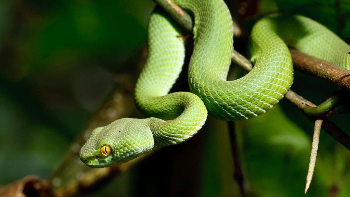 Зеленая гадюка Тайланд