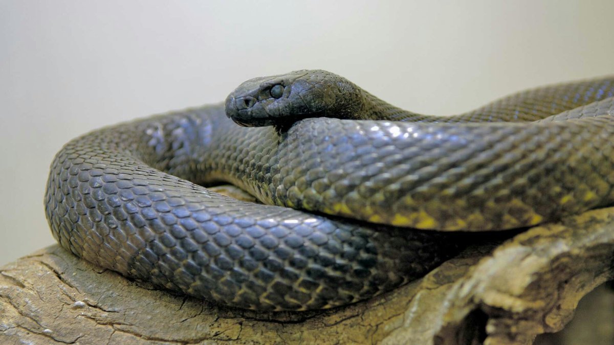 (Oxyuranus microlepidotus) змея