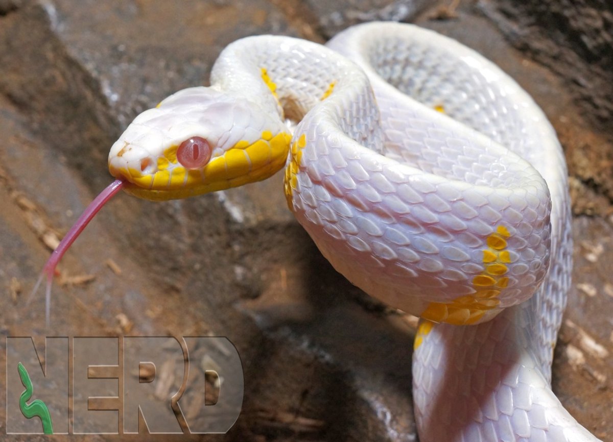 Бойга дендрофила