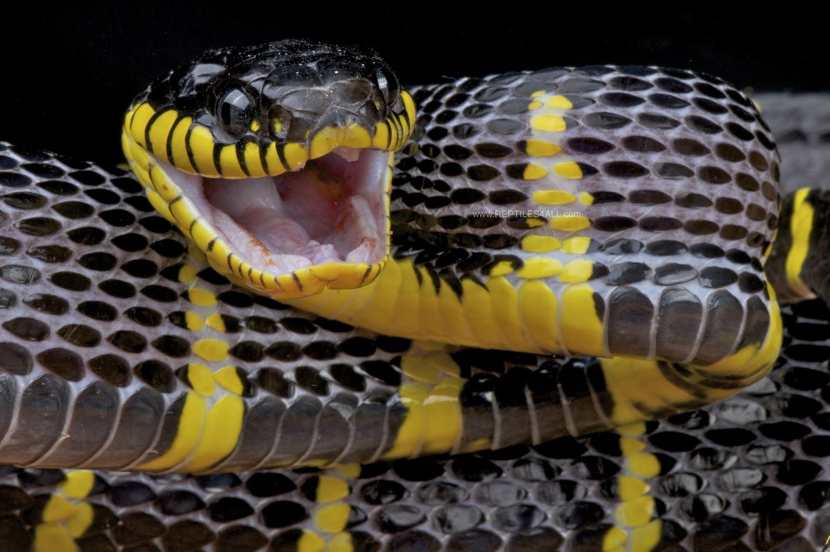 Змея бойга мангровая