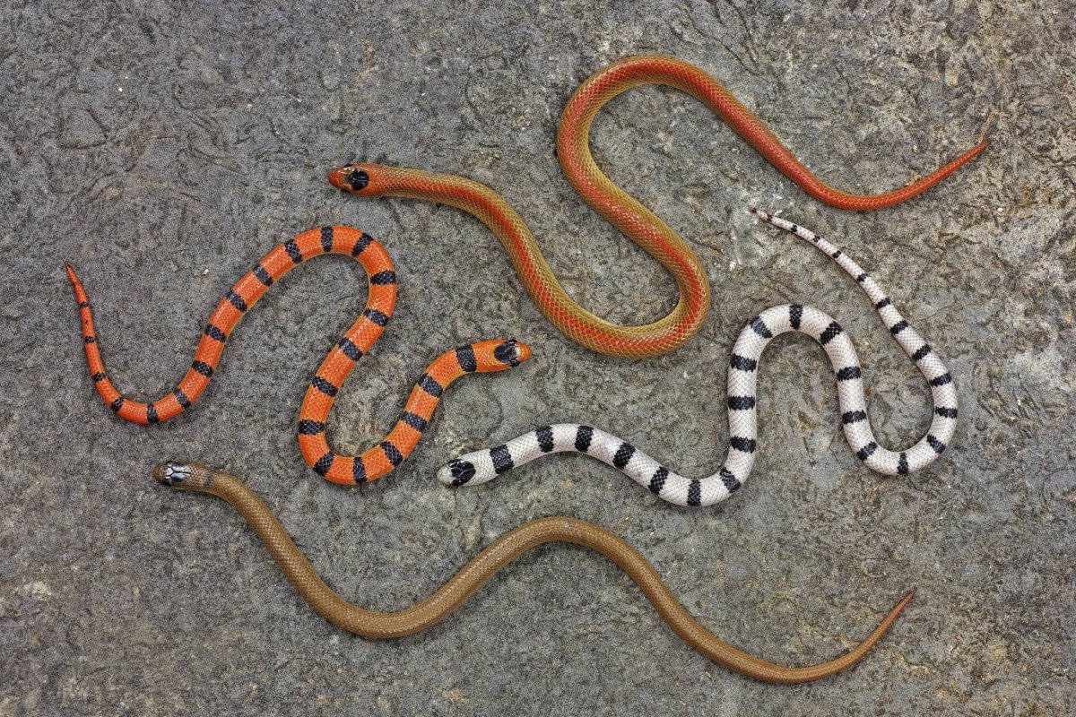 Карликовые змеи