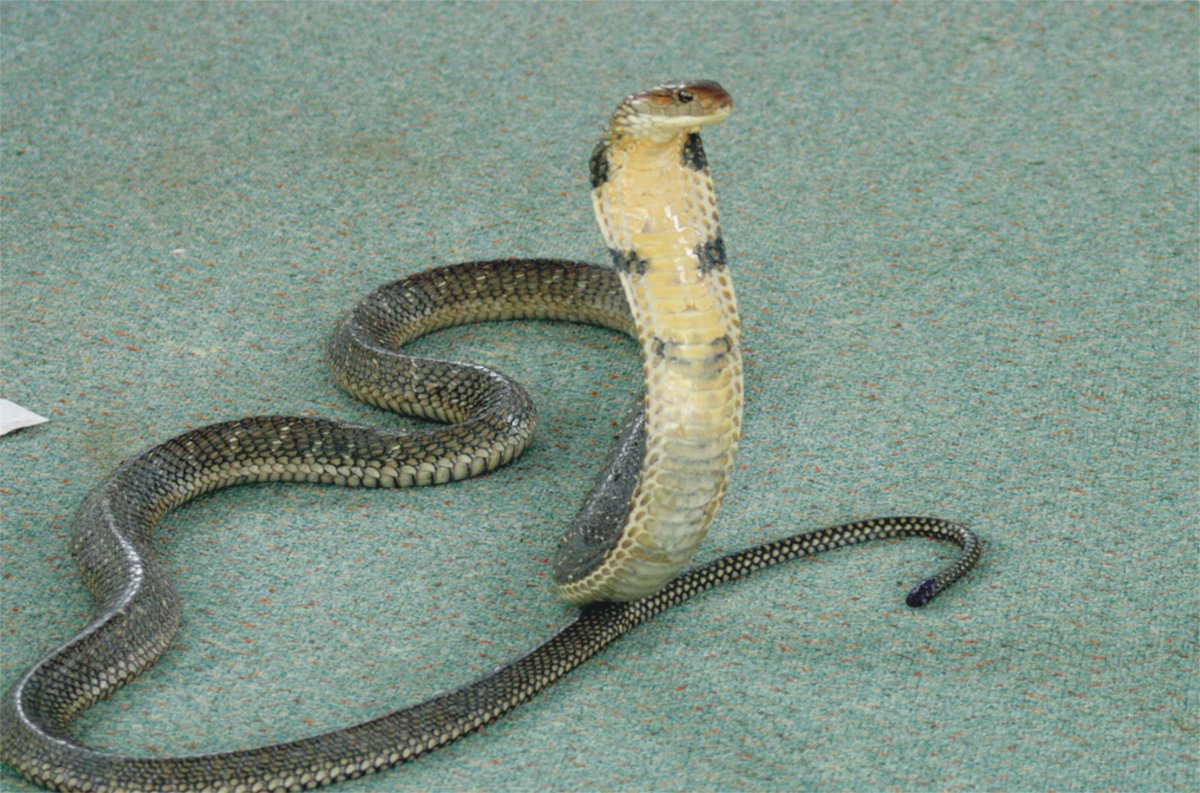 Ферма змей Пхукет