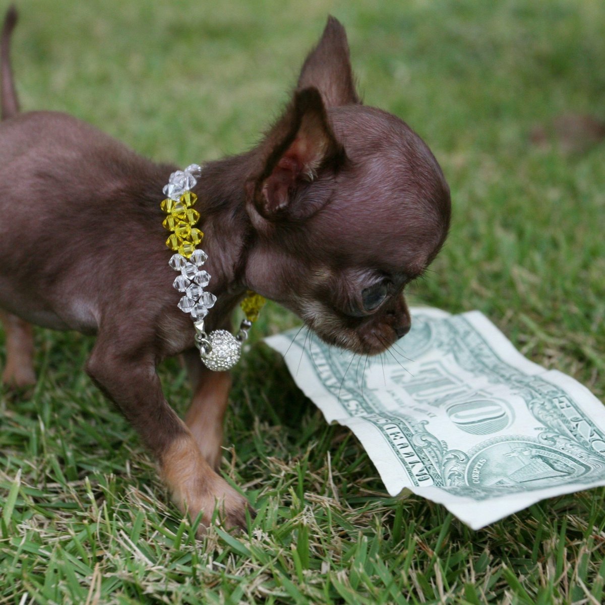 Пес в долларах