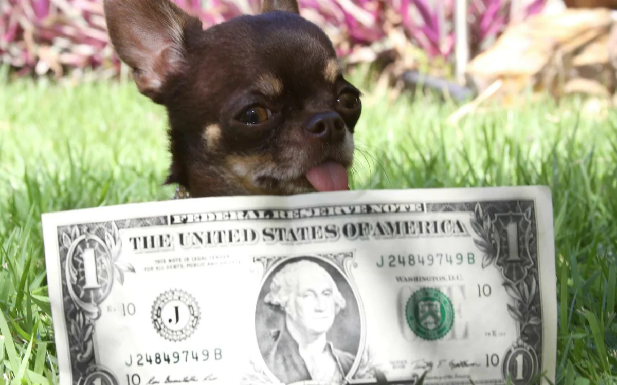 Чихуахуа чудо Милли (Miracle Milly)