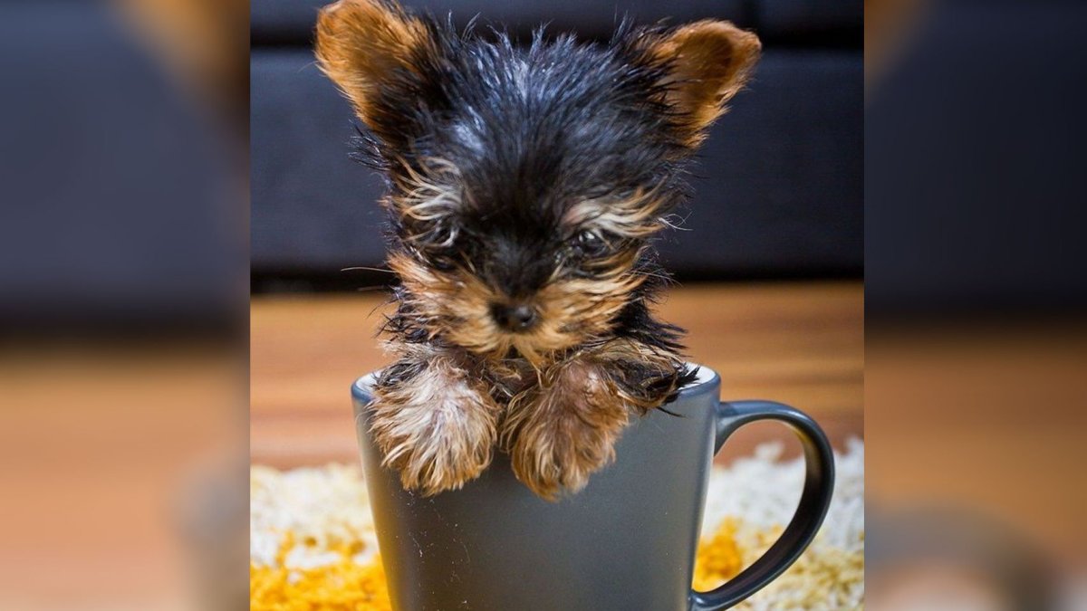 Самая маленькая собака в мире