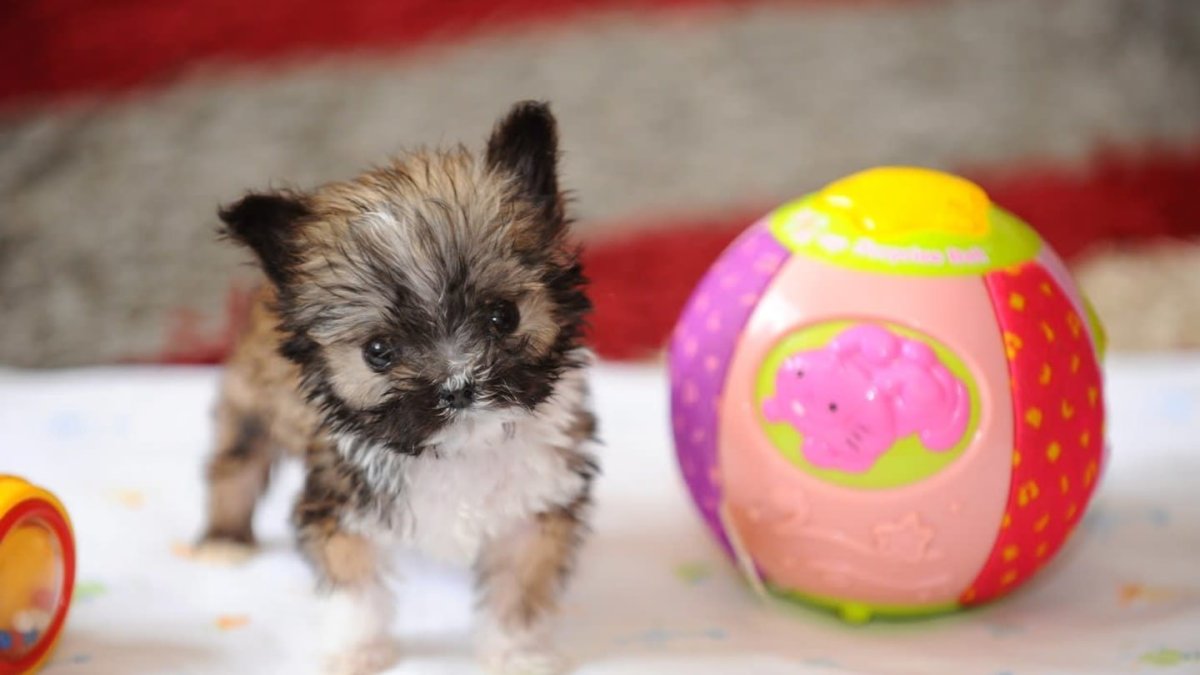 Самые маленькие собачки в мире