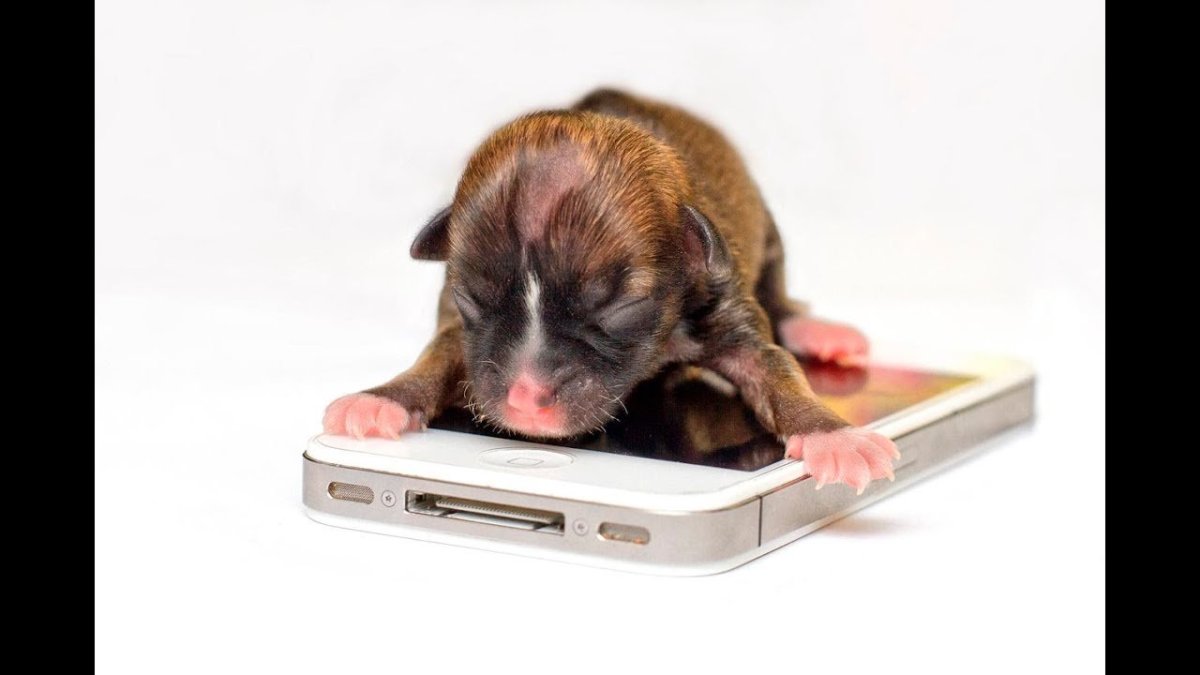 Самая маленькая собака в мире