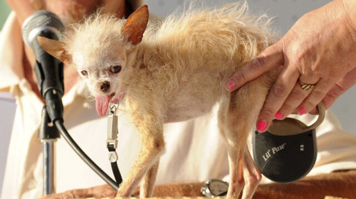 Смесь китайской хохлатой и чихуахуа