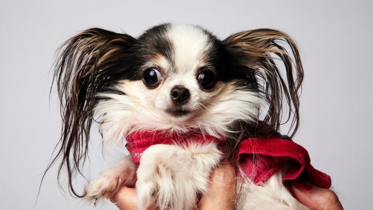 Чихуахуа БУБУ