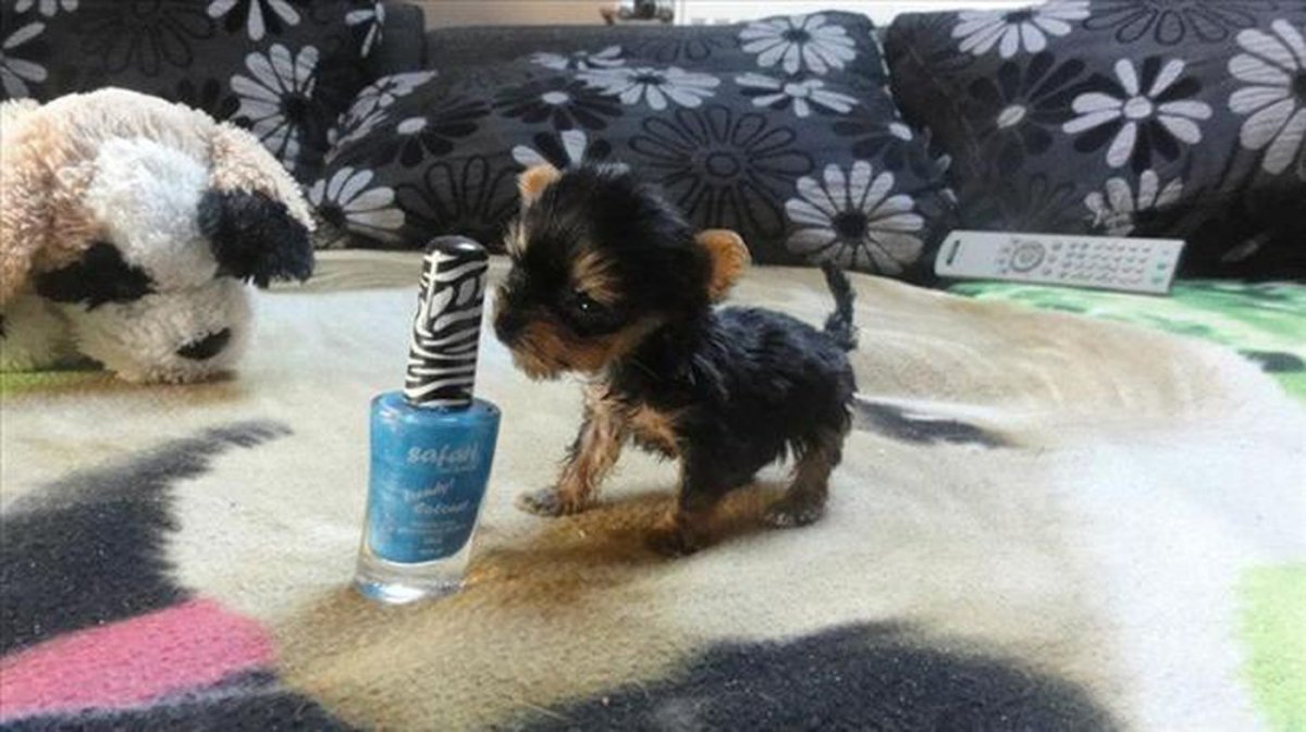 Самые маленькие собаки на свете