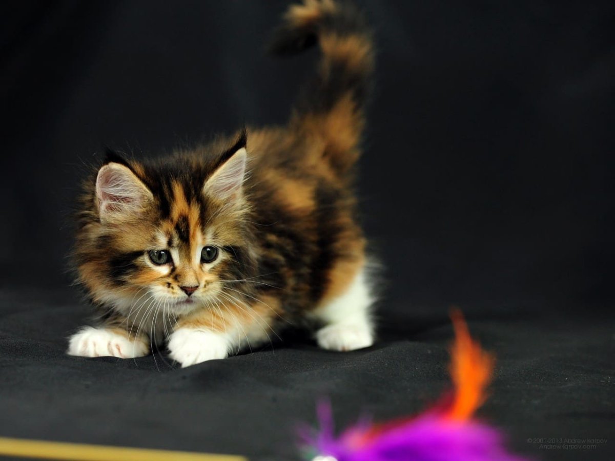 Пушистая кошка Мейн кун трехцветная