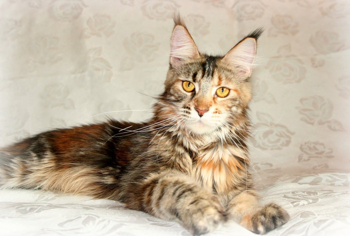 Мейн кун гладкошерстный