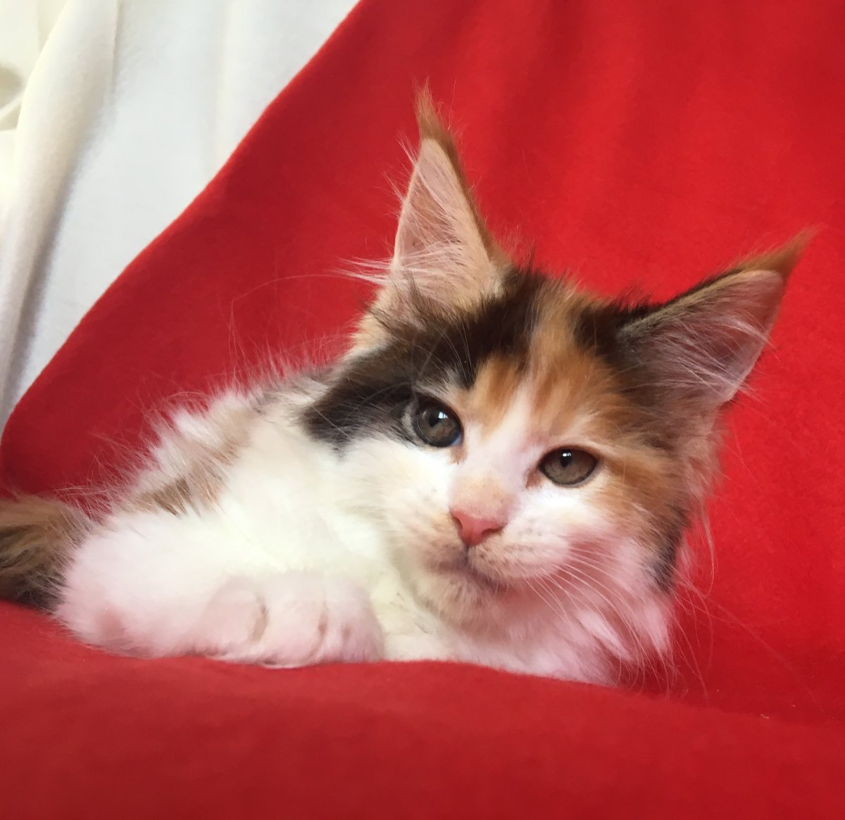 Мейкун трехцаетный котенок