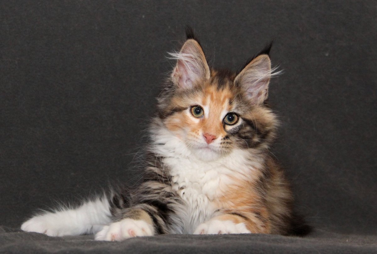 Мейн кун трехцветный