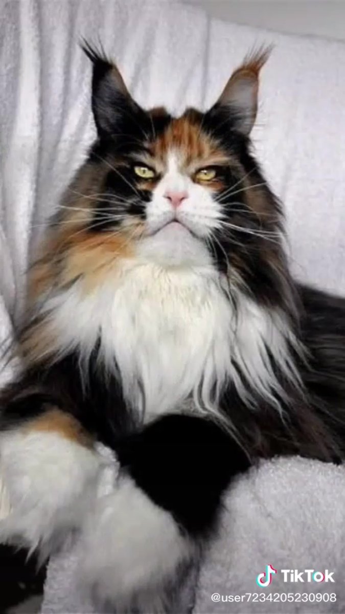 Норвежская Лесная кошка трехцветная