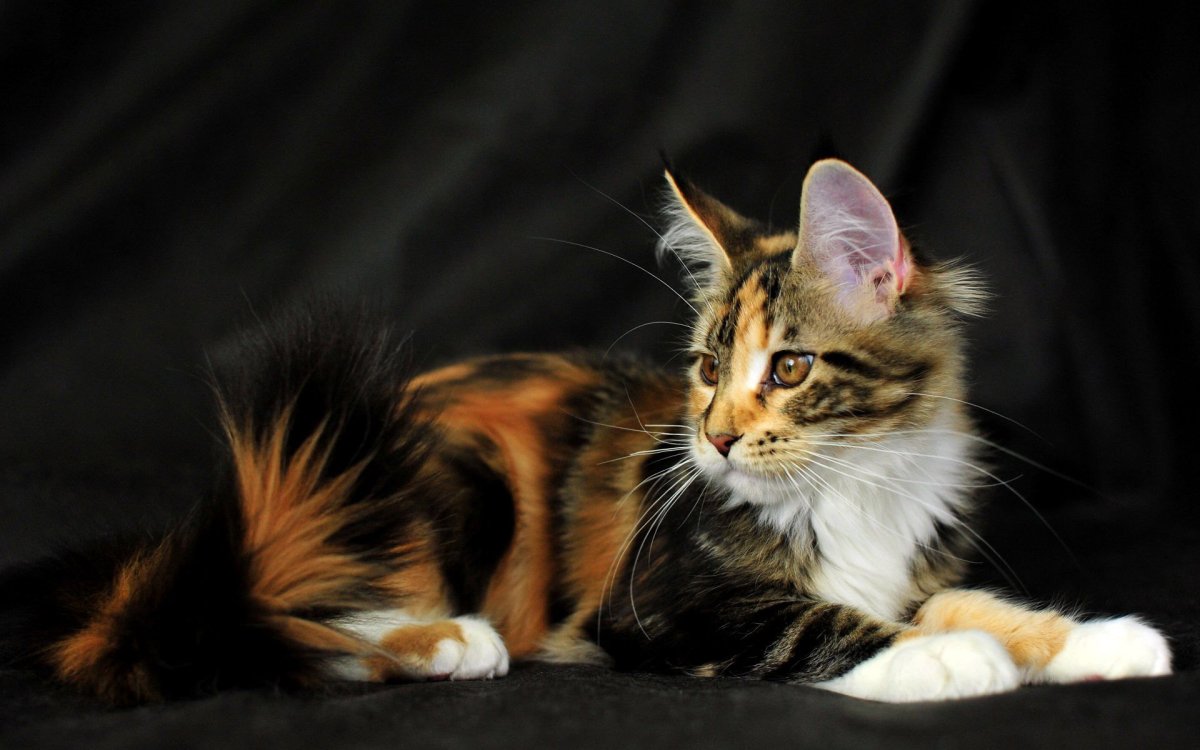 Трёхцветная кошка Мейн кун