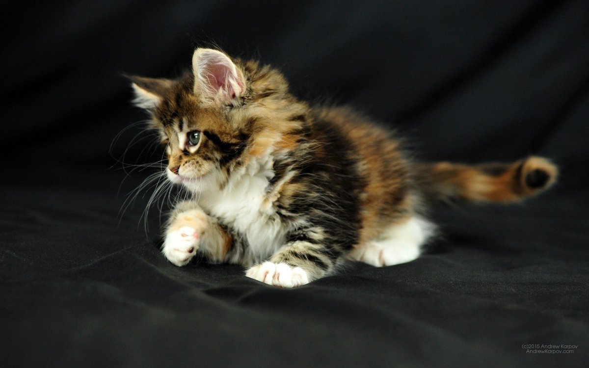 Трехцветные Мейн куны котята